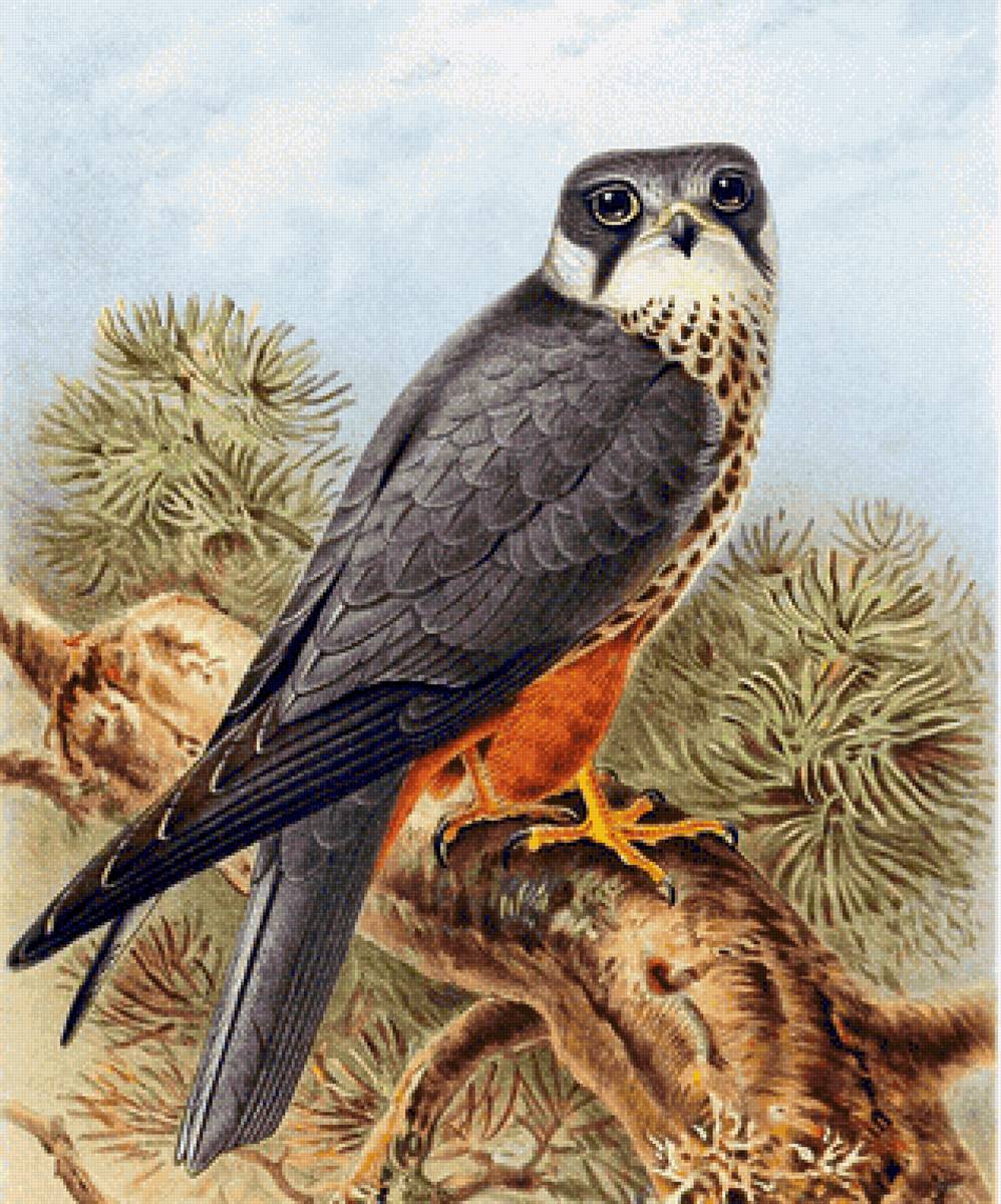 Pássaro. - pássaro. gavião. - предпросмотр