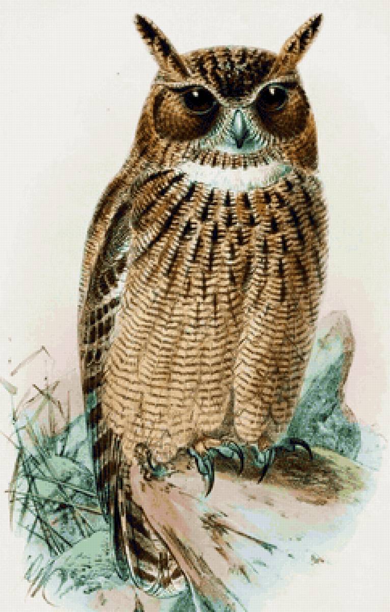 Coruja. - pássaro. - предпросмотр