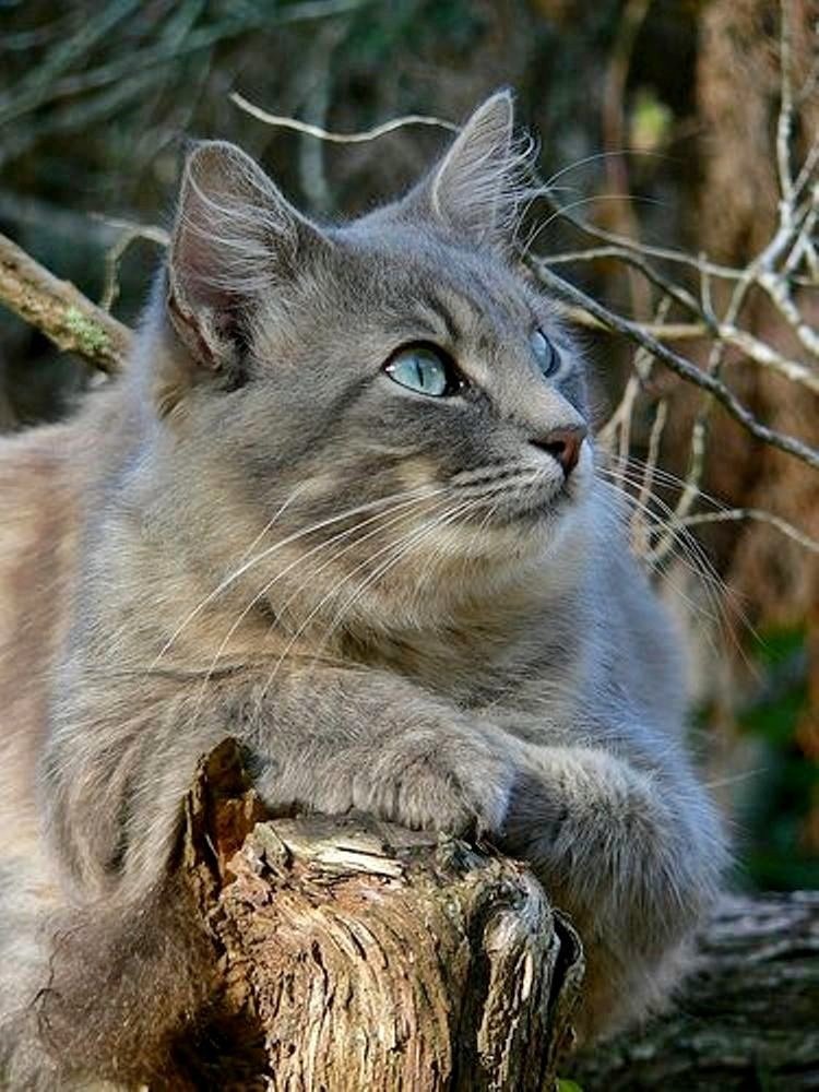 Gato. - animais. - оригинал