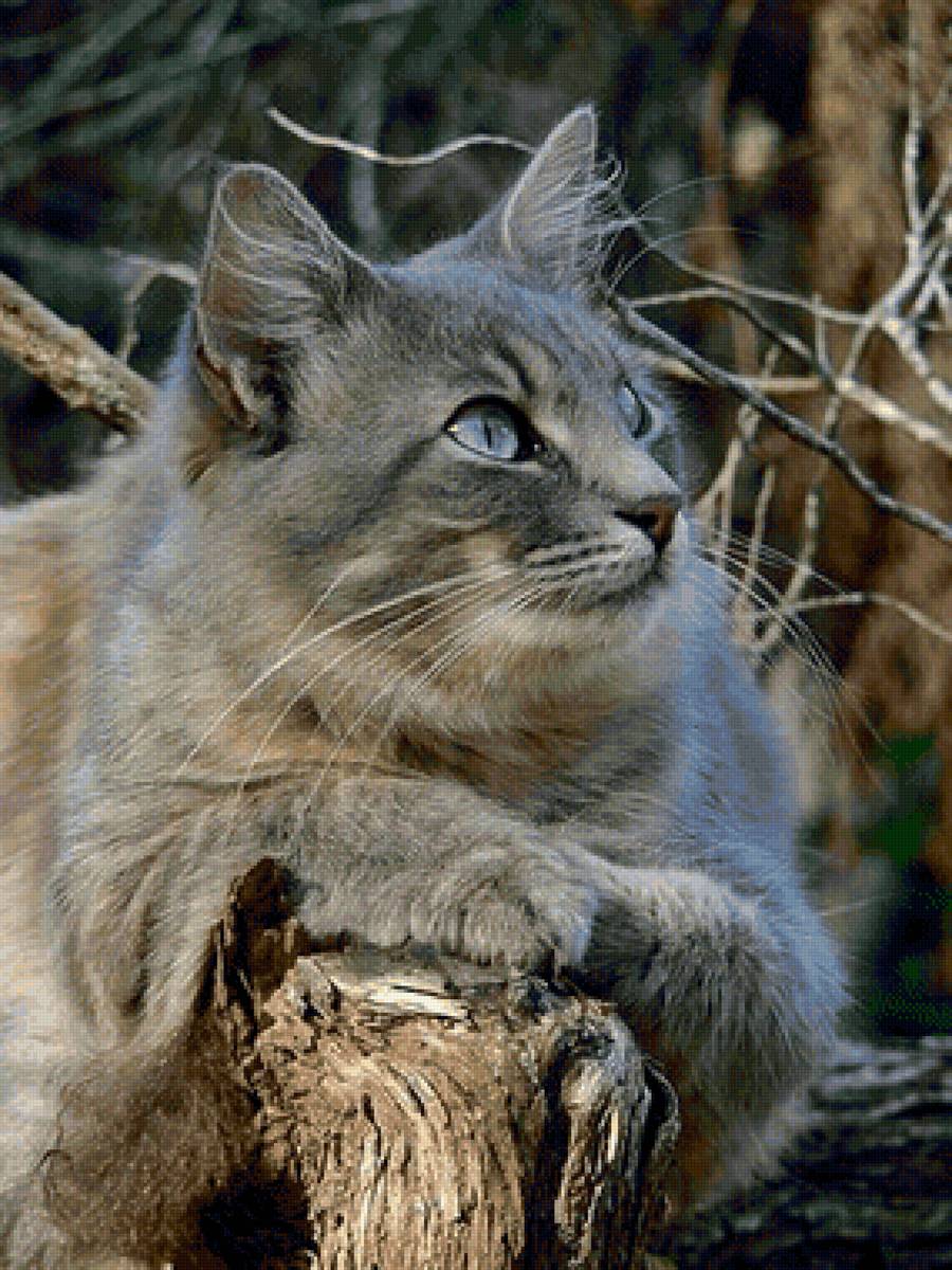 Gato. - animais. - предпросмотр