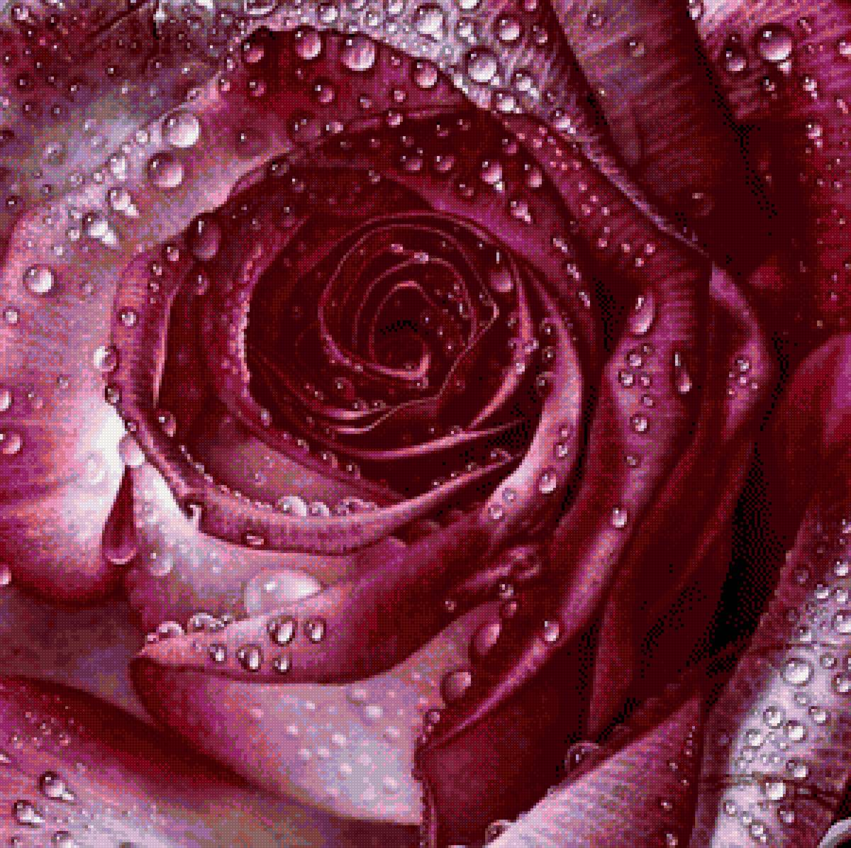 После дождя - природа, цветы - предпросмотр