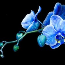Схема вышивки «Королевская синяя орхидея»