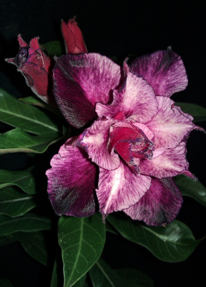 Адениум Бакладжан - фиолетовый, цветы, лиловый, на черном фоне, сиреневый - оригинал