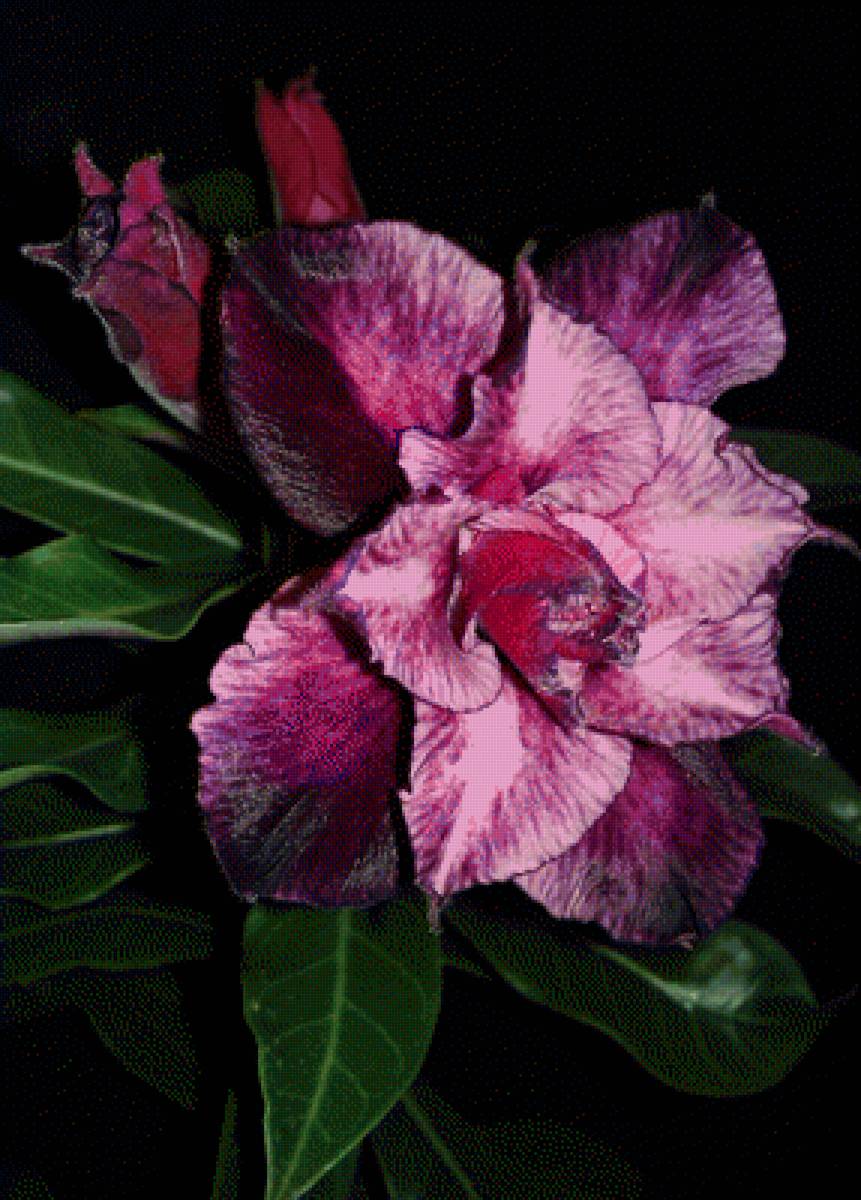 Адениум Бакладжан - лиловый, фиолетовый, сиреневый, на черном фоне, цветы - предпросмотр