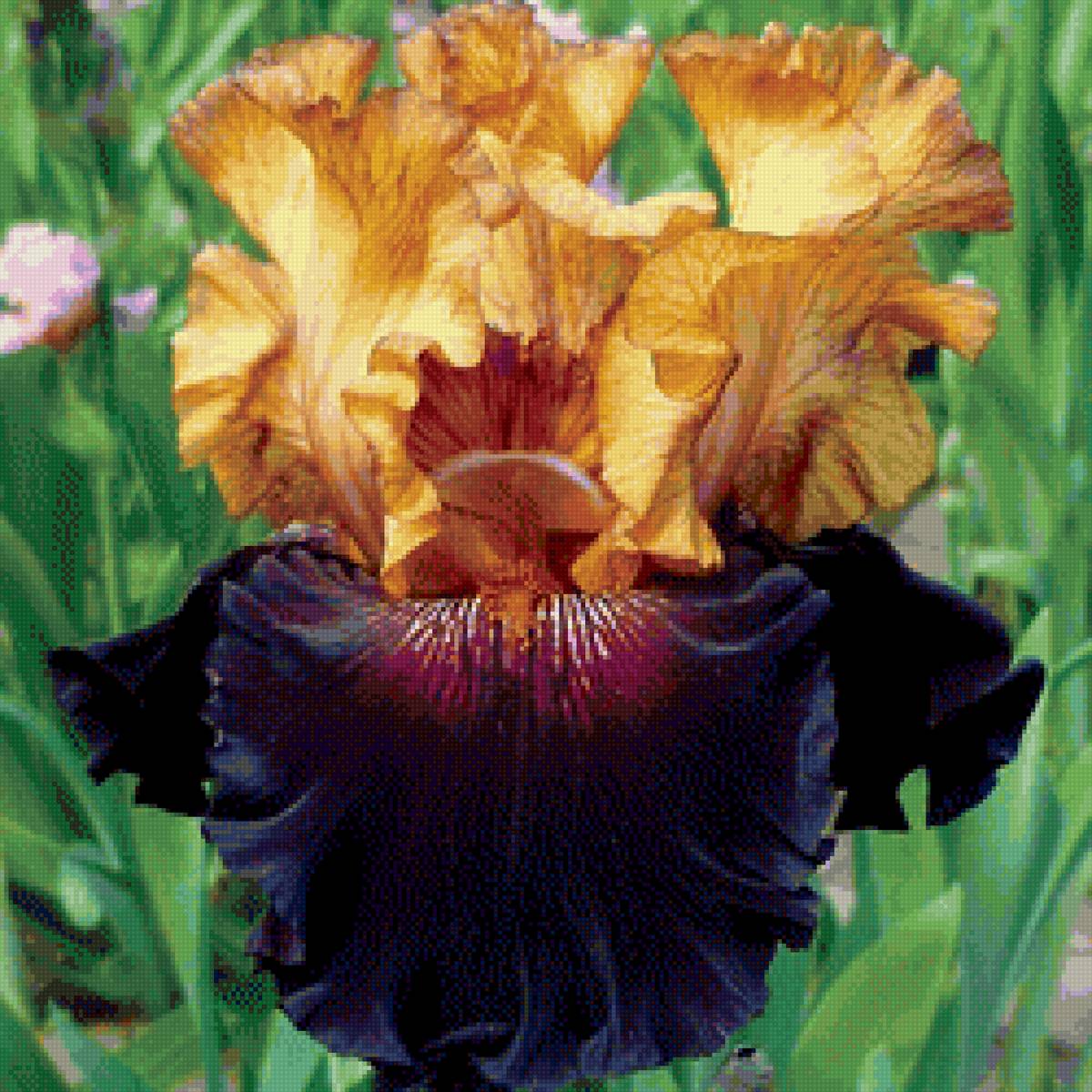 Ирис Султан - цветы, ирисы, сад - предпросмотр