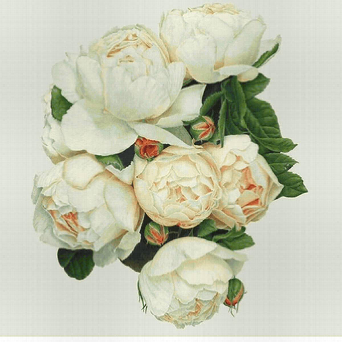 Пионы - предпросмотр