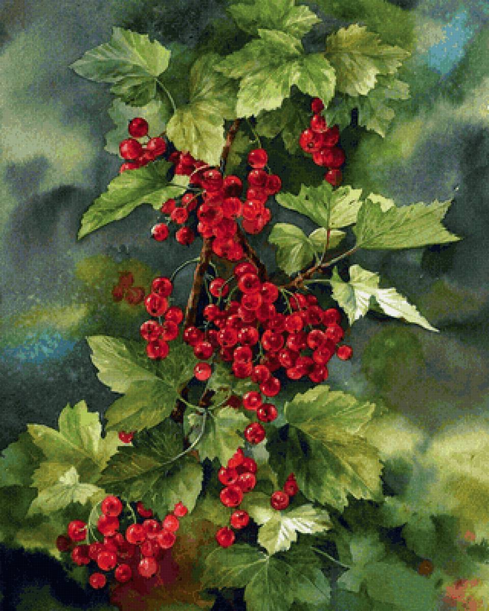 Красная смородина - предпросмотр