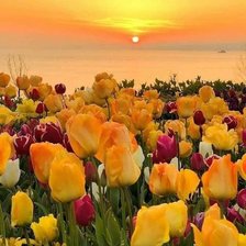 Схема вышивки «amarillos»