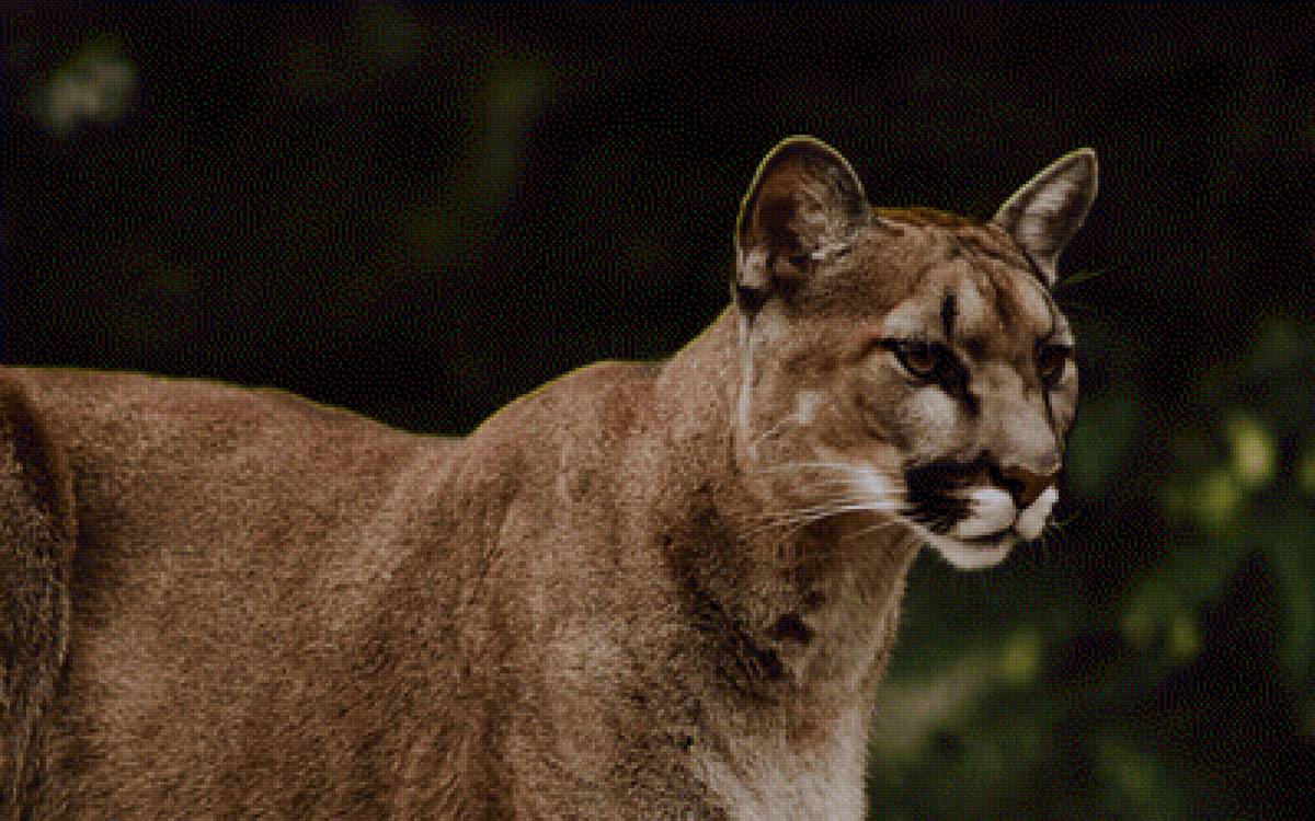 Пума - картина - предпросмотр