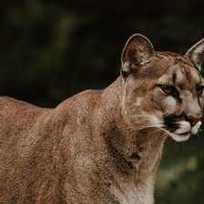 Схема вышивки «Пума»