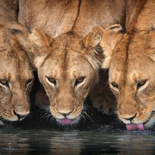 Оригинал схемы вышивки «№2323462»