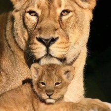 Львица и львенок