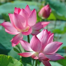 Схема вышивки «№2323772»