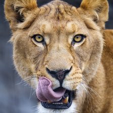 Схема вышивки «Львица»