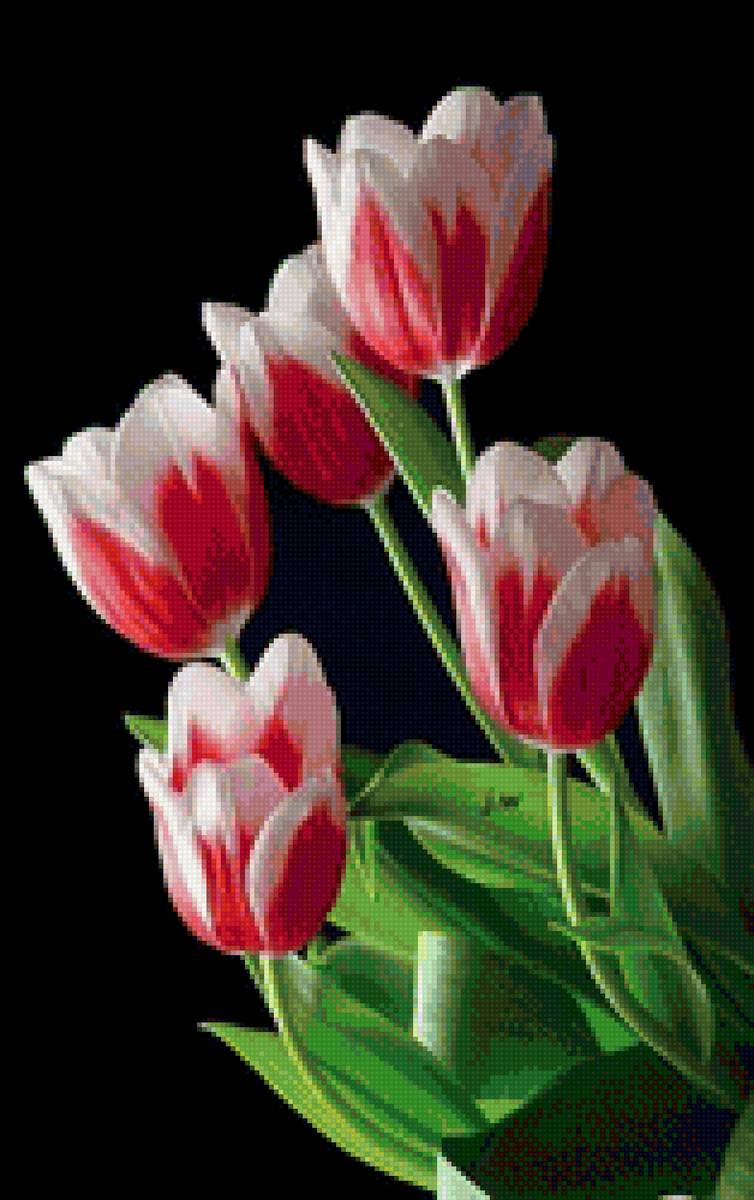 Тюльпаны на черном - предпросмотр