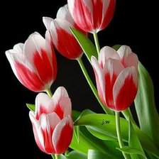 Схема вышивки «Тюльпаны на черном»