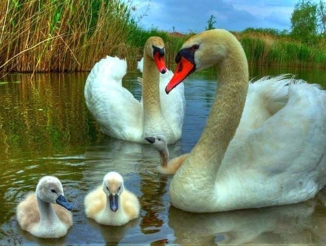 лебединая семья - семья, лебеди верность - оригинал