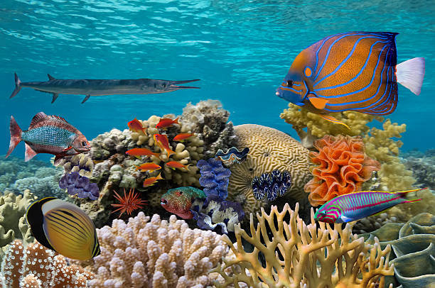 Рыбы - подводный мир, рыбы, океан - оригинал