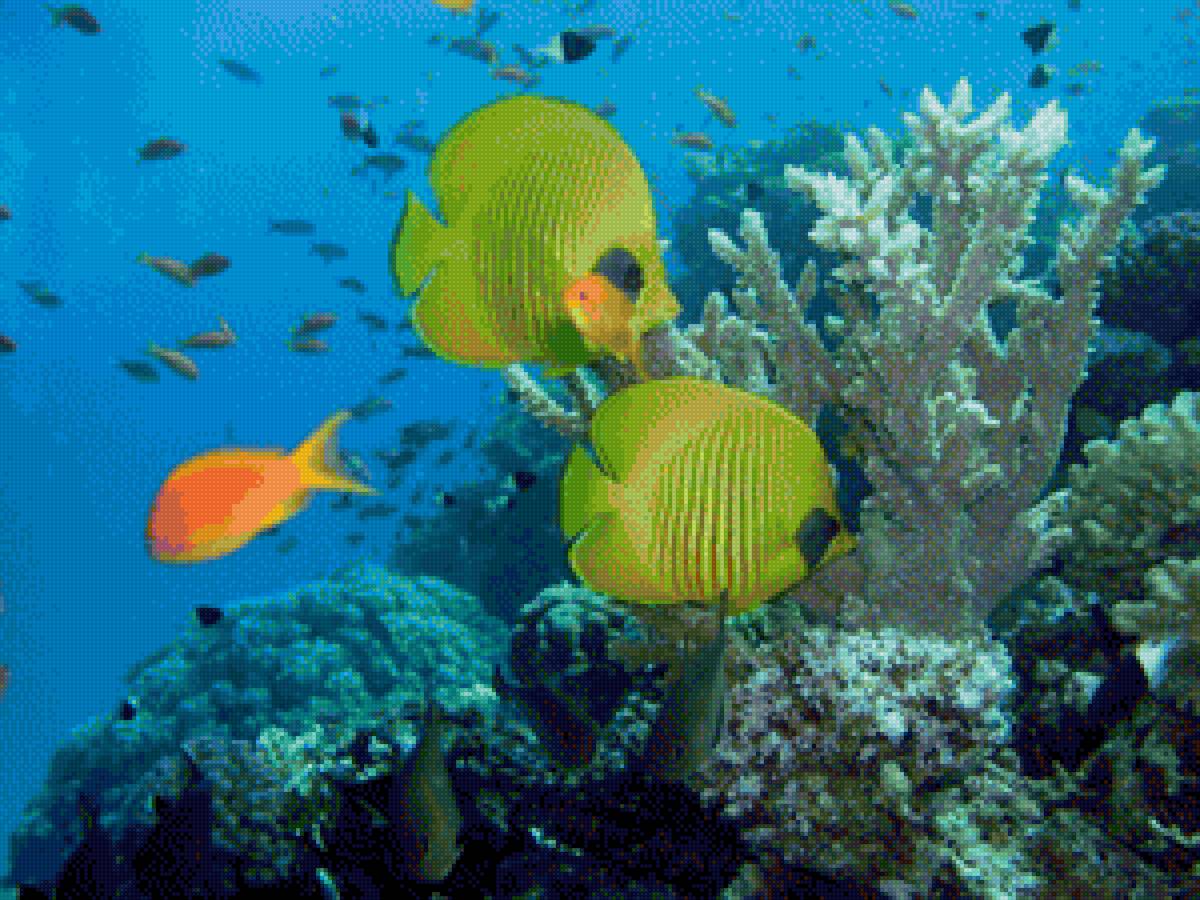 Рыбы - океан, рыбы, подводный мир - предпросмотр