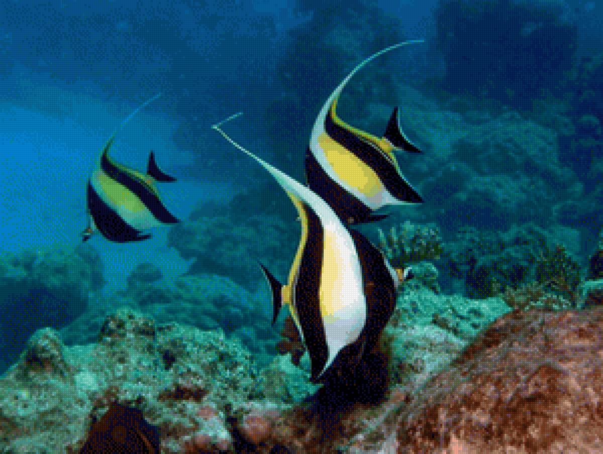 Рыбы - подводный мир, океан, рыбы - предпросмотр