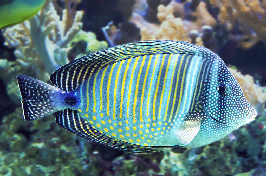 Рыбы - рыбы, подводный мир, океан - оригинал