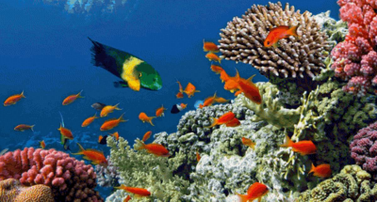 Подводный мир - океан, подводный мир, рыбы - предпросмотр