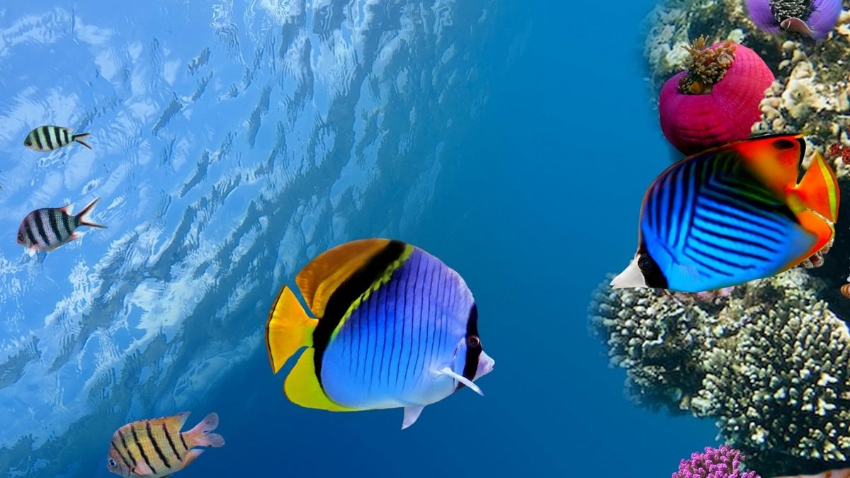 Подводный мир - подводный мир, рыбы, океан - оригинал