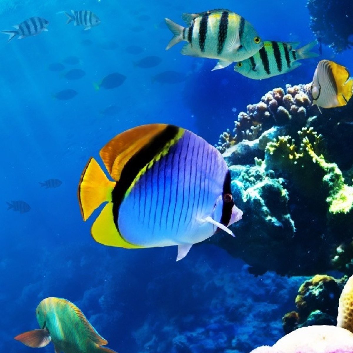 Подводный мир - рыбы, океан, подводный мир - оригинал