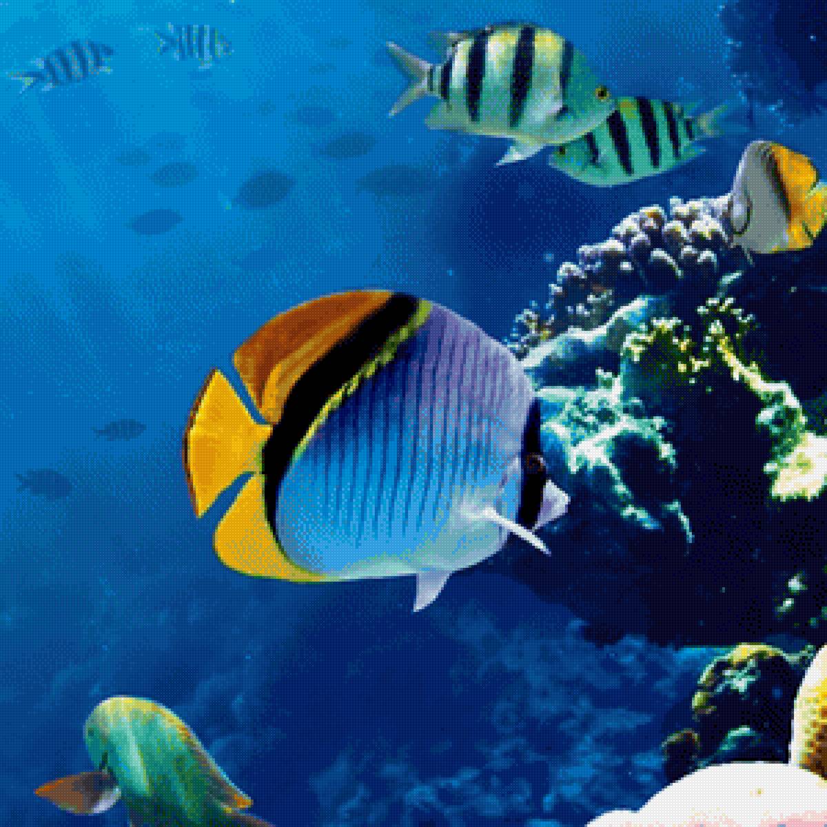 Подводный мир - океан, подводный мир, рыбы - предпросмотр