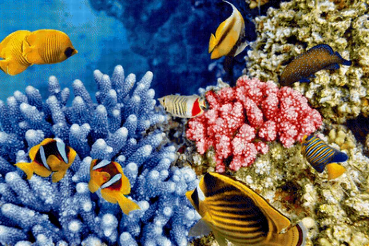 Подводный мир - рыбы, океан, подводный мир - предпросмотр