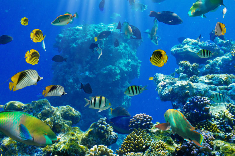 Подводный мир - океан, подводный мир, рыбы - оригинал