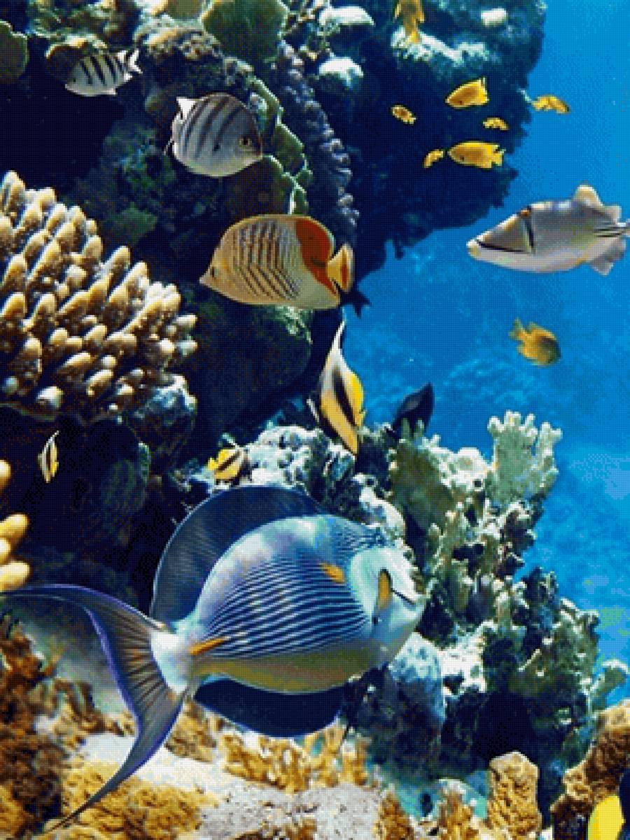 Подводный мир - подводный мир, рыбы, океан - предпросмотр