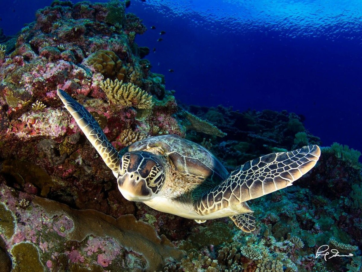 Подводный мир - рыбы, черепаха, подводный мир, океан - оригинал