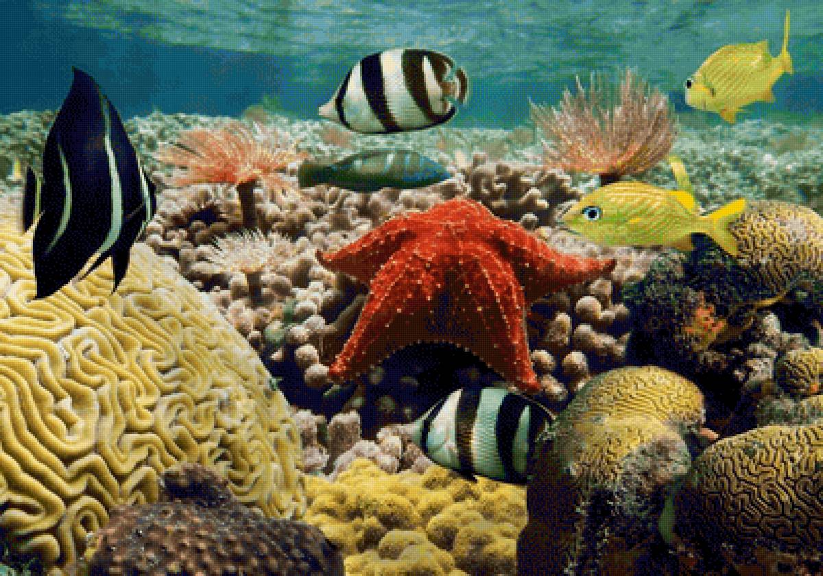 Подводный мир - подводный мир, рыбы, океан - предпросмотр