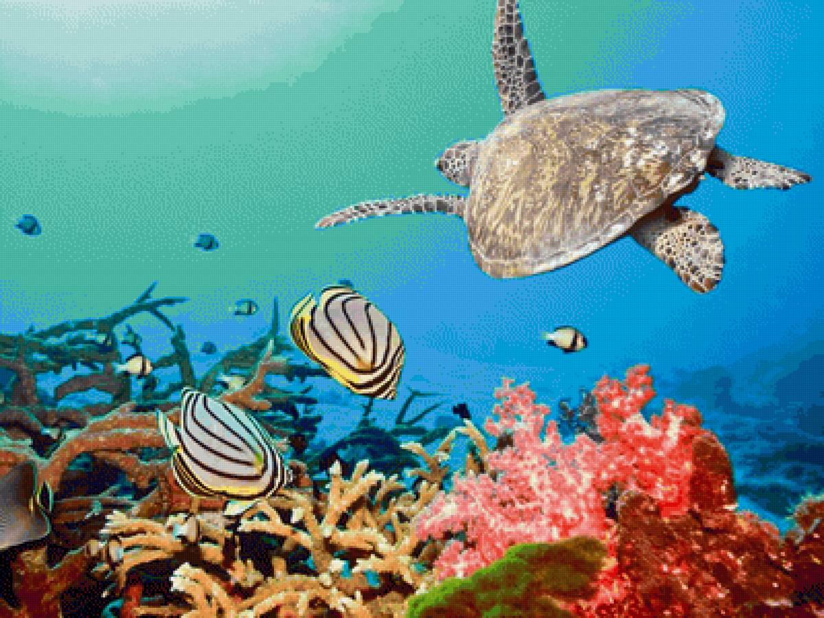 Подводный мир - рыбы, подводный мир, океан, черепаха - предпросмотр