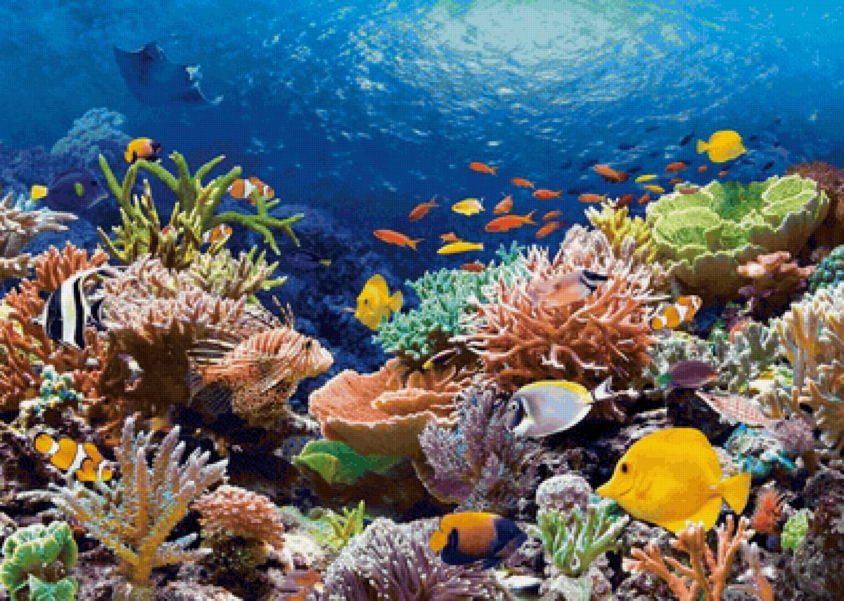 Подводный мир - океан, рыбы, подводный мир - предпросмотр