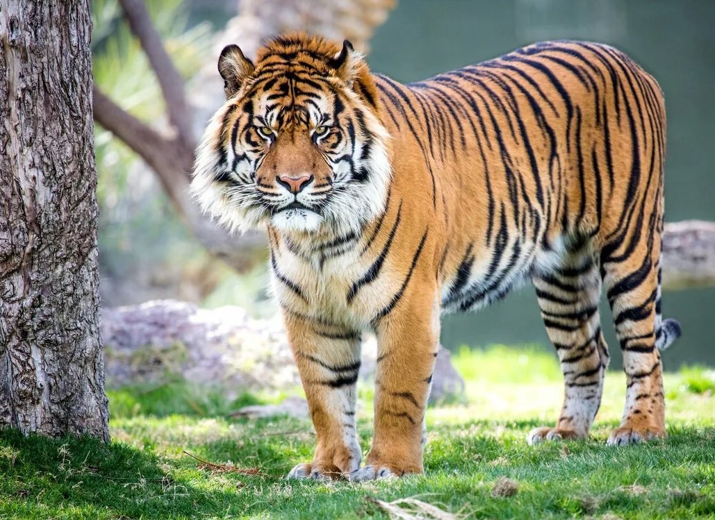 Tigre. - animais. - оригинал