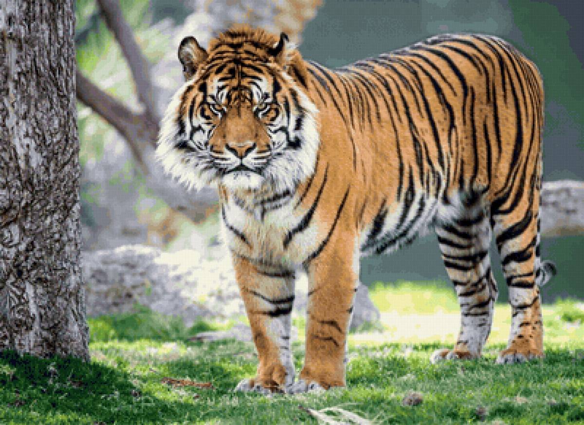 Tigre. - animais. - предпросмотр