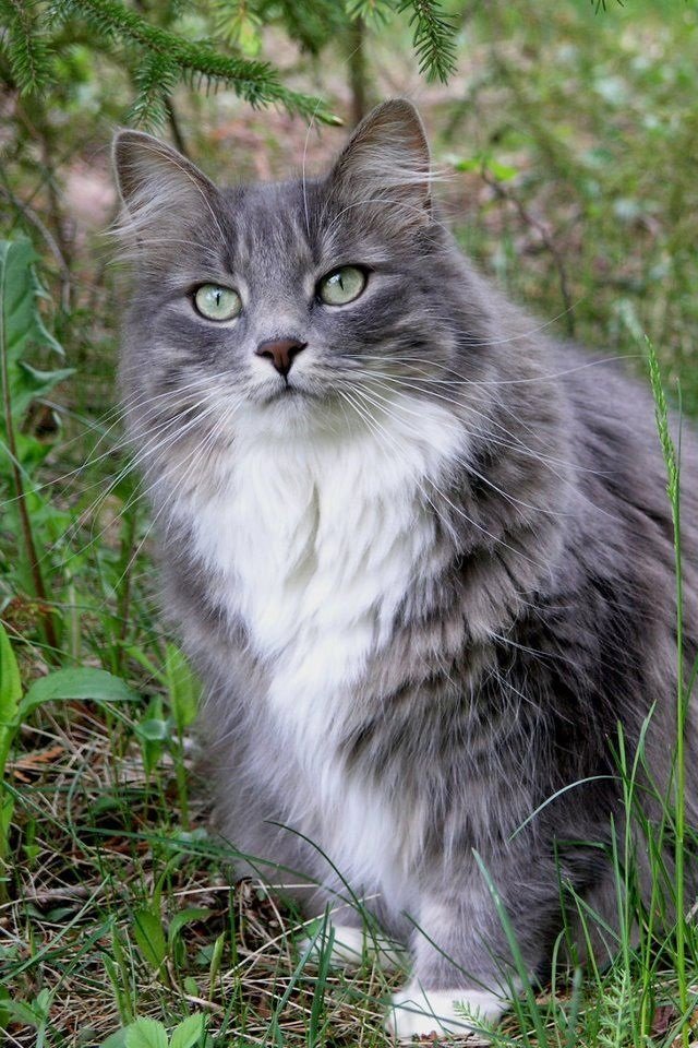 Gato. - animais. - оригинал