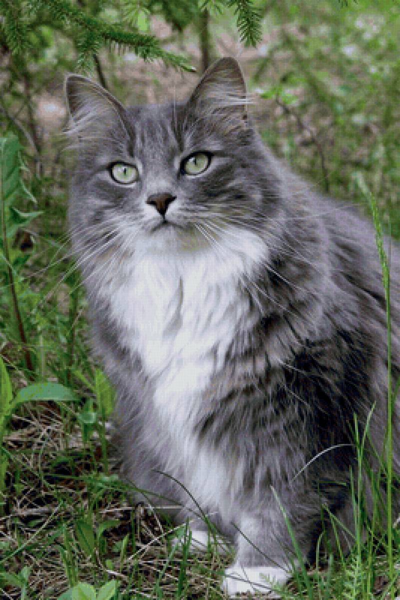 Gato. - animais. - предпросмотр