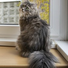 Схема вышивки «Любимый котик»