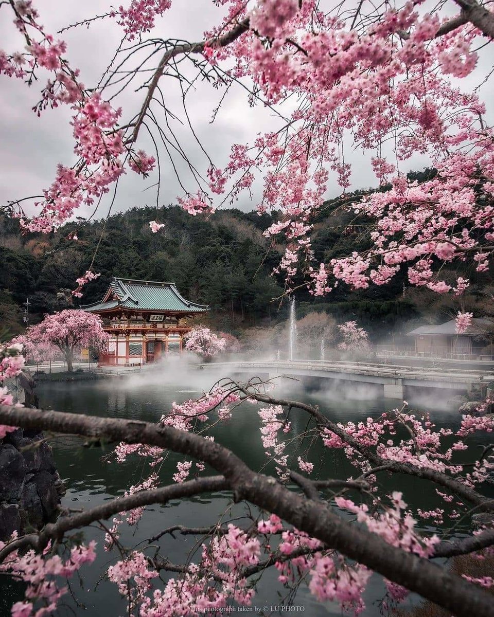 hermosos cerezos - paisaje - оригинал