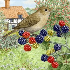 Схема вышивки «Pássaro.»