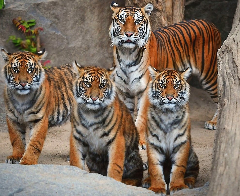 тигры - мир животных. - оригинал