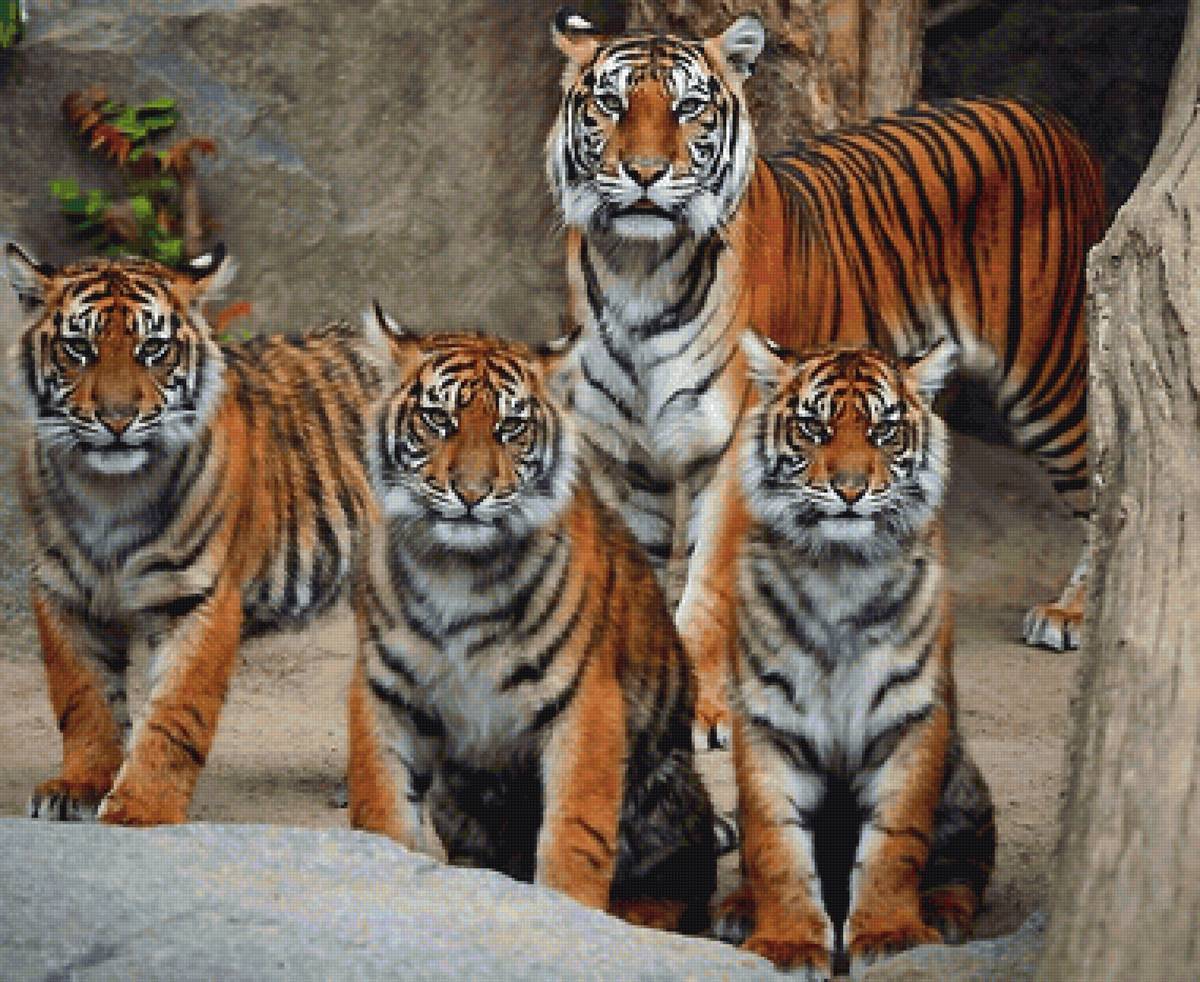 тигры - мир животных. - предпросмотр