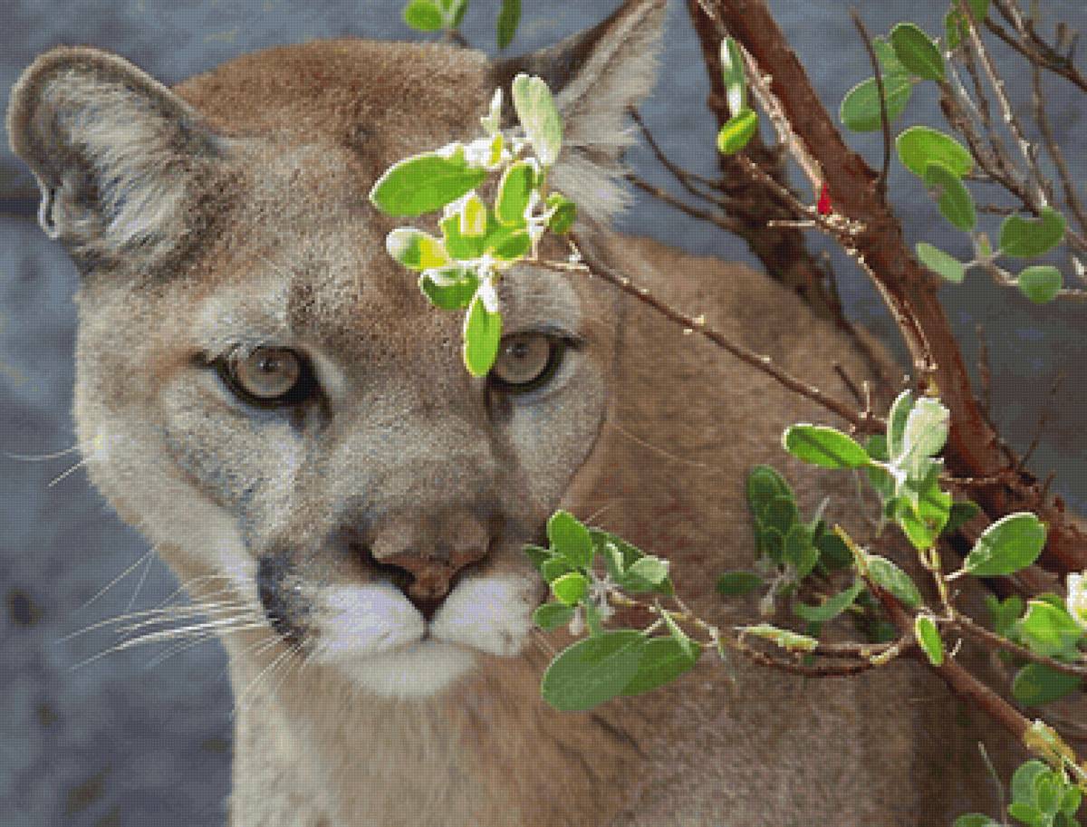 пума - мир животных. - предпросмотр