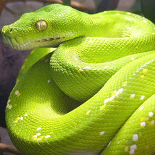 Схема вышивки «питон»