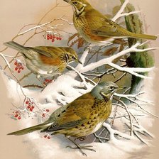 Схема вышивки «Птички зимой»