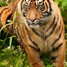 Схема вышивки «Тигр»