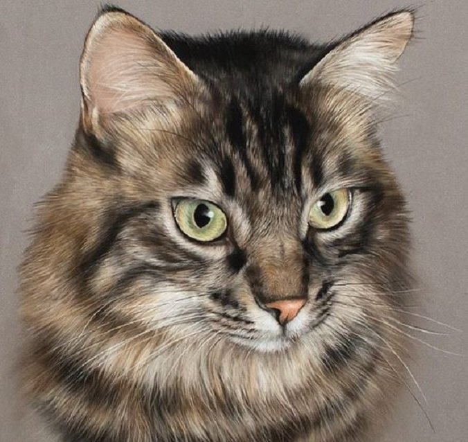 Gato. - animais. - оригинал